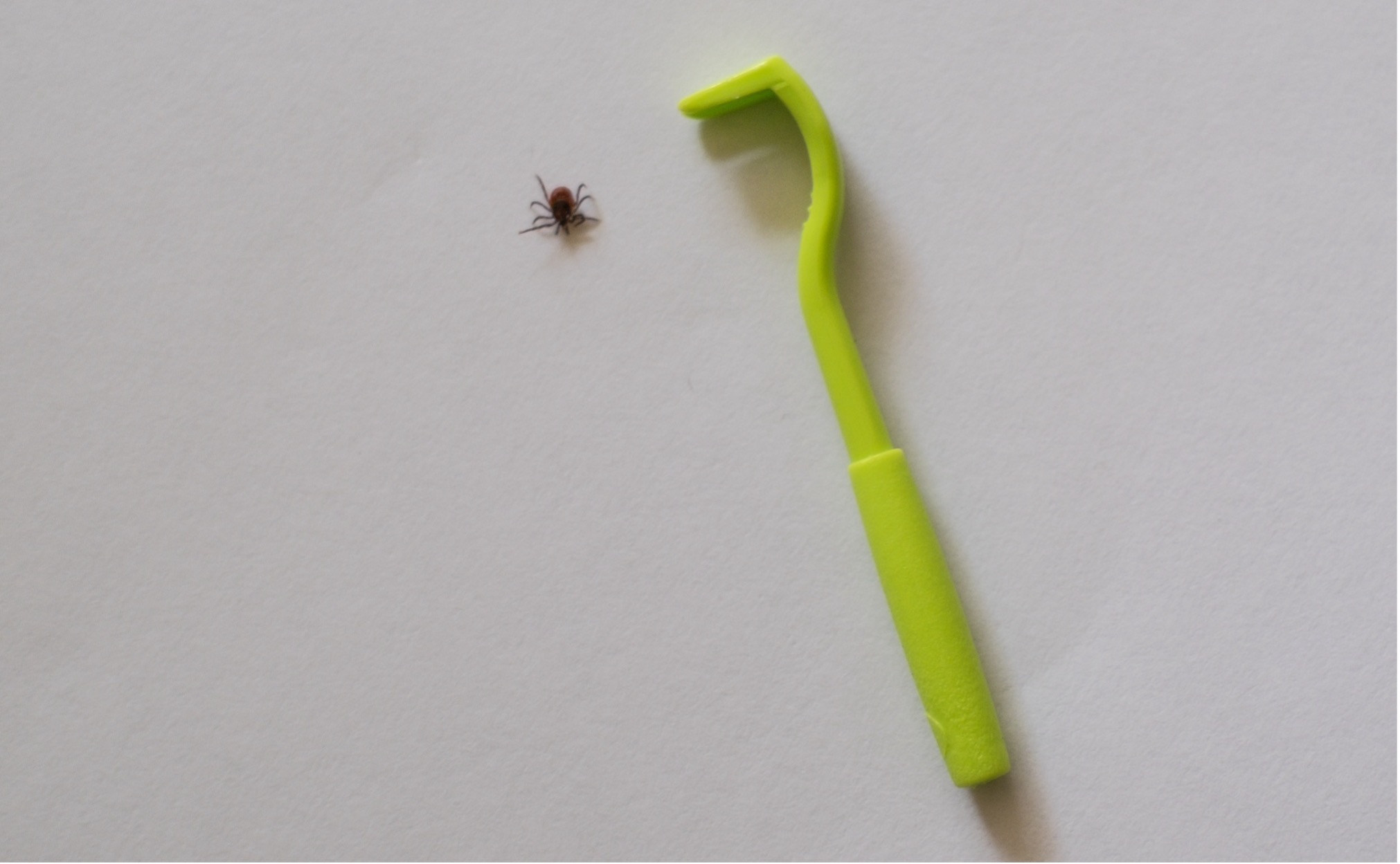 Удаление клеща