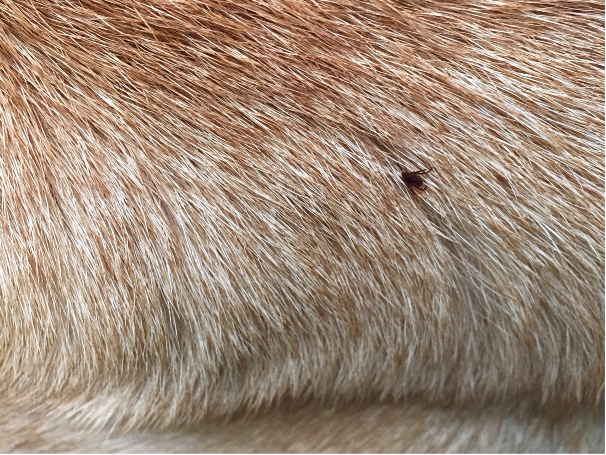 Клещ на коже