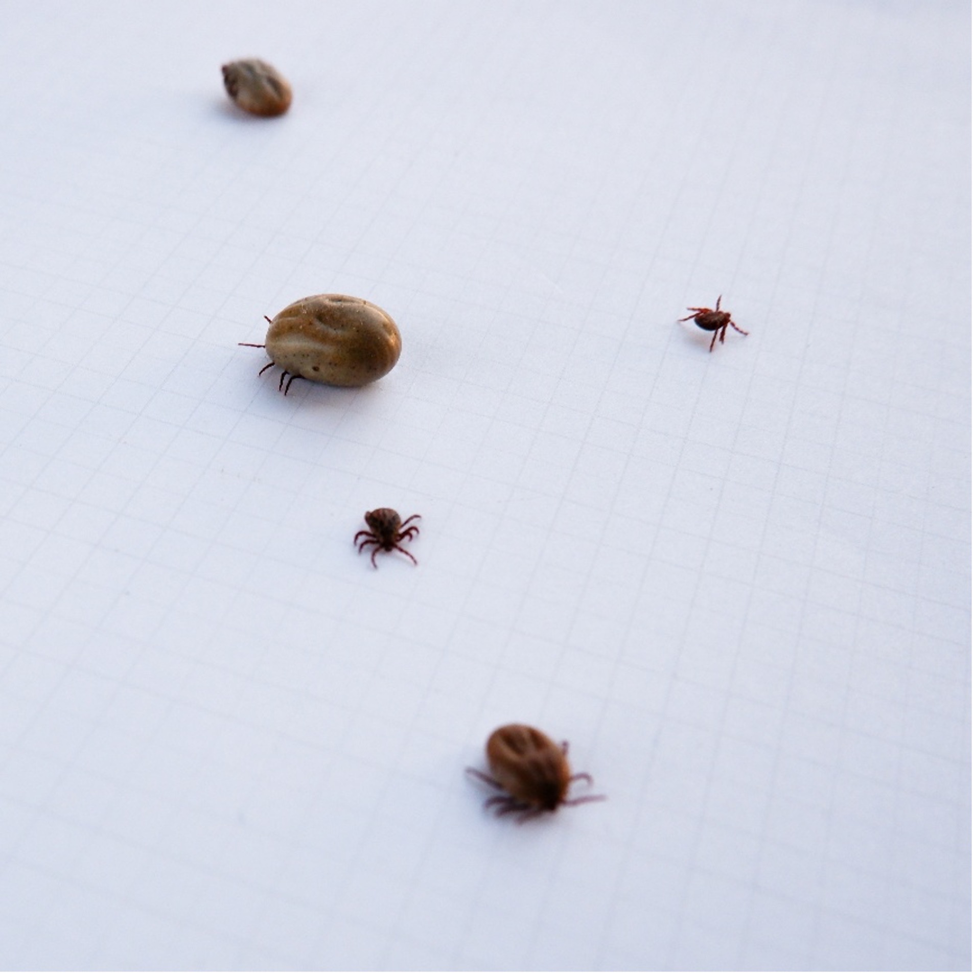 Таёжный клещ